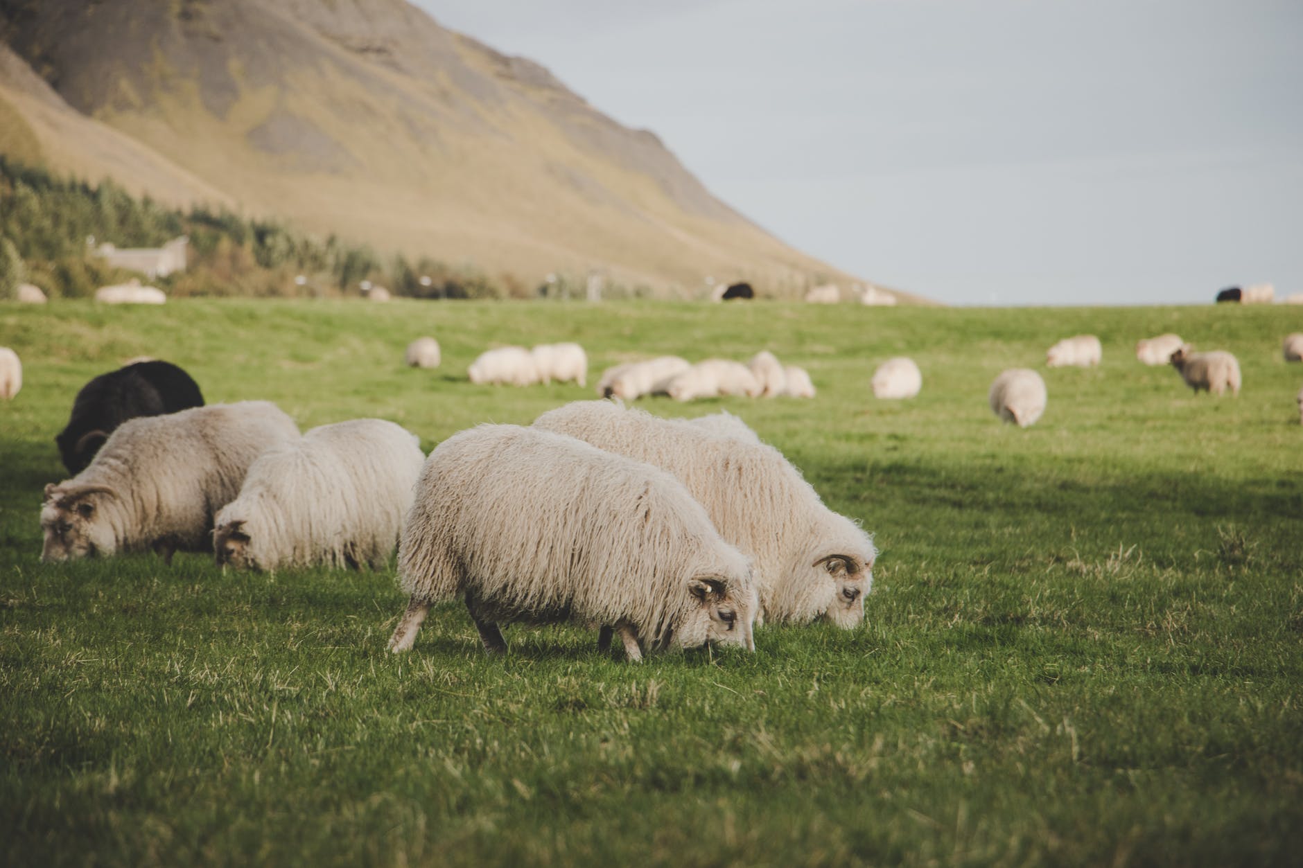 flocks of sheep eating grass